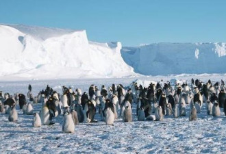 最后一大洲“失守”！企鹅也要做病毒检测了？