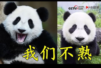 中国竟有两种大熊猫！一种像熊 一种像猫