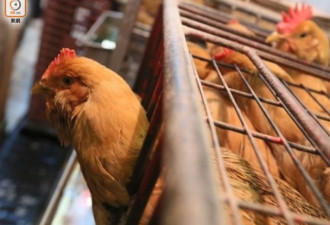 英韩爆高致病性H5N8禽流感港停进口禽类