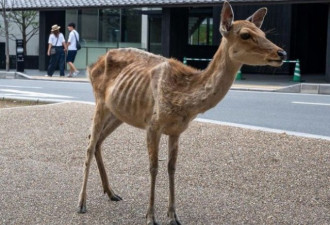 奈良的鹿饿得皮包骨 老板:中国游客快回来吧