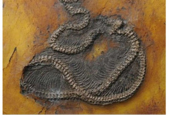 4800万年蟒蛇化石 刷新已知最古老纪录