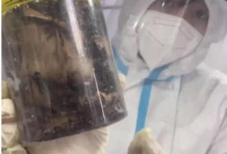 海关检查包裹 塑胶试管内藏逾7万隻蚂蚁