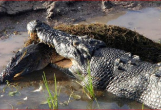 澳洲发现新种史前巨鳄 曾获封&quot;沼泽之王&quot;