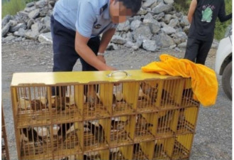 中国多部门通知 严禁捕猎食用交易野生动物