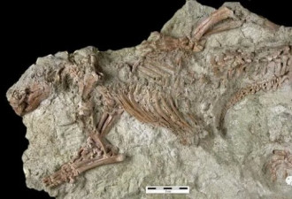 全新动物化石：上半身像狗 下半身像鳄鱼