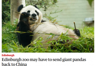 英国要将大熊猫送回中国 “养不起了”