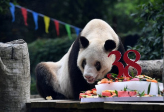 世界上最长寿大熊猫“新星”去世，享年38岁