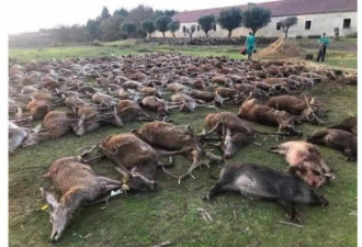 狠猎500隻野猪野鹿 PO战利品炫耀惨了