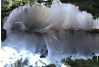 北爱冬日奇景 树木竟长出“白头发”