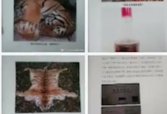 秦皇岛野生动物救护中心被举报 卖虎骨酒吃虎肉
