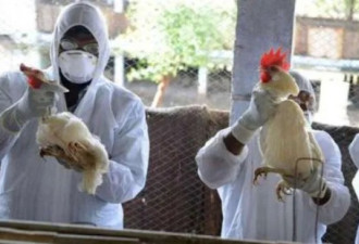 日本发现新变异病毒 多地爆发禽流感疫情