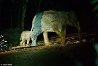 1个月大小象遭车撞性命垂危 被急救人员救回