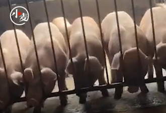 活久见！5只猪协力同步拱铁门“越狱”