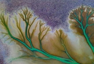 澳洲卡科拉湖航拍照 展示壮观&quot;生命之树&quot;纹路
