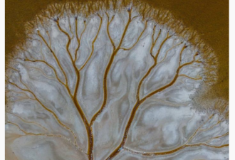 澳洲卡科拉湖航拍照 展示壮观&quot;生命之树&quot;纹路