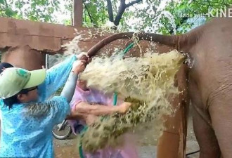 泰国一兽医为大象治疗便秘时全身被粪水浇透