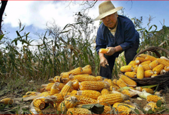 中国开始真缺粮 大陆玉米价格创新高