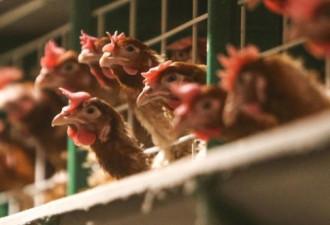 疫情未控制 日本再暴发禽流感