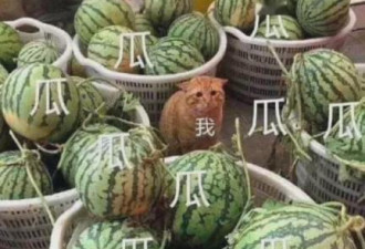 晓明baby李菲儿终撕破脸，到底谁插足？
