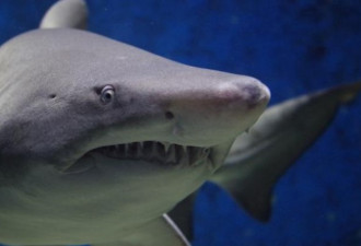 纽西兰女在海边游泳 疑遭鲨鱼攻击致死