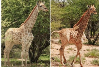首发现长颈鹿患侏儒症 只有平均身高一半