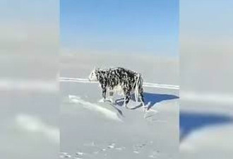 零下30度：牛走路走到一半 突然冰冻了…