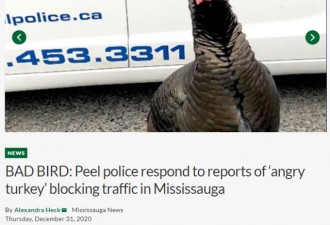 &quot;愤怒的火鸡&quot;在多伦多出没！袭击车辆后逃跑！