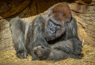 加州大猩猩染疫 疑全球首例非人类灵长动物