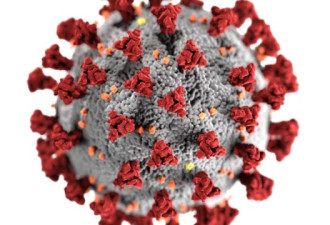 日本变异新冠病毒：源自巴西，传染性更强