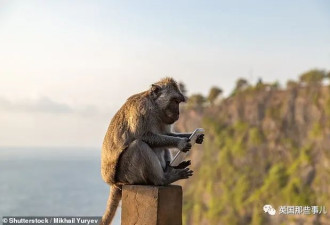 猴子不抢食物专抢手机钱包？它们懂人类经济学