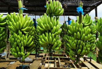 香蕉枯萎病：堪比新冠疫情的农业灾难