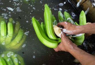 香蕉枯萎病：堪比新冠疫情的农业灾难
