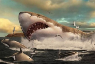 巨齿鲨子宫内啃噬亲手足 出生时就有2米