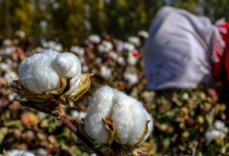美国宣布 全面禁止新疆棉花和番茄产品