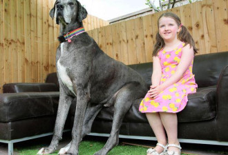 8岁巨型狗狗去世，生前为吉尼斯纪录最高狗狗