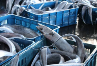 天津验出白带鱼阳性 已售863箱