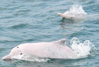 中华白海豚全台仅存64条，各部门商讨保育计划