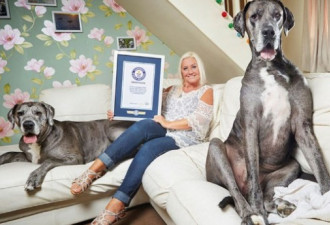 世界最高的狗在英国去世