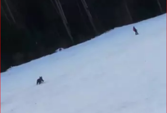 紧张！男子滑雪遭熊追，使出绝招成功脱逃
