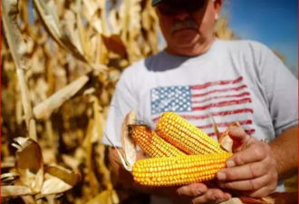 中国购买了迄今为止最大一笔美国玉米