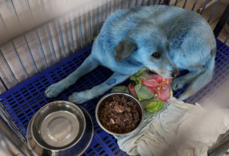 俄罗斯“蓝色流浪狗” 疑遭有害物质染色
