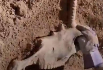 美国网友称在自家花园发现独角兽头骨