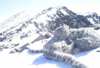 动物保护:年轻人在保护亚洲雪豹中的作用