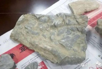 男孩游玩时发现十几块古生物化石 专家：是真的