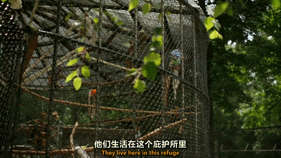 不伦、私奔、三人行的剧情，居然是BBC拍的