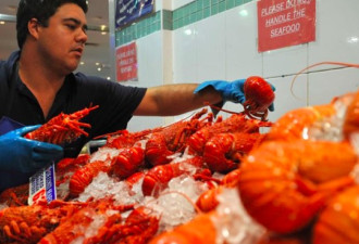 失去中国市场后，澳龙虾养殖着度日如年