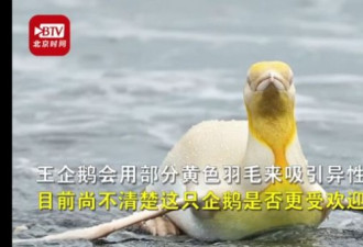 南极发现全球首只金色企鹅 或因白化病所致