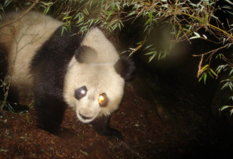 大熊猫是其他野生动物的“保护伞”吗？