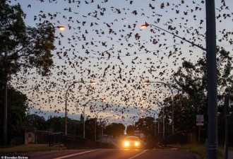 画面惊人！8万只蝙蝠入侵小镇，居民欲哭无泪