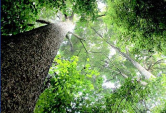 100万的金丝楠木 为什么没人大规模种植？